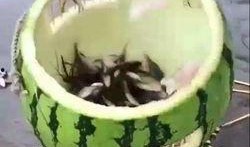 吃瓜捉鱼,揭秘网络热词背后的趣味与智慧