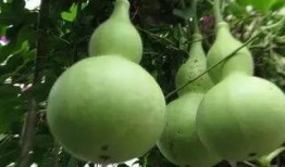 葫芦瓜蒸多久熟了吃,葫芦瓜蒸至恰到好处的烹饪时间揭秘