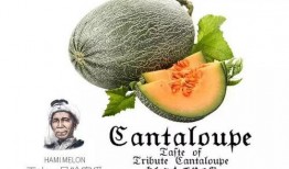 吃瓜141号,一场网络热点的背后故事