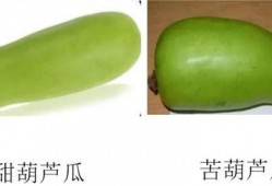 淄博在线吃瓜,揭秘网络吃瓜群众的狂欢盛宴