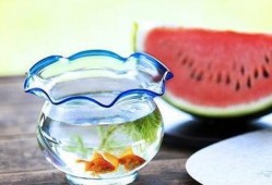 吃瓜蓝黑,一场视觉与味蕾的双重盛宴