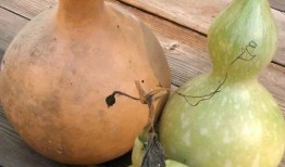 葫芦瓜治肾炎怎么吃,葫芦瓜治疗肾炎的神奇食疗法