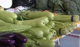 吃伊丽莎白瓜苦不苦,苦与不苦，一探究竟