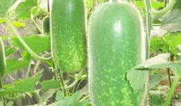 华附吃瓜,揭秘校园里的那些“瓜”