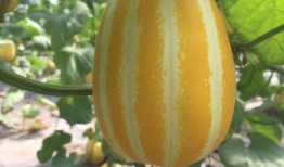 头像趴田里吃瓜,头像趴田里的悠闲时光