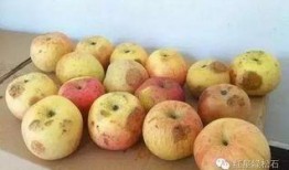 吃葫芦瓜发胖,揭秘吃瓜发胖的真相