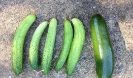 中山吃瓜二婶瓜事,一场别开生面的乡村瓜趣