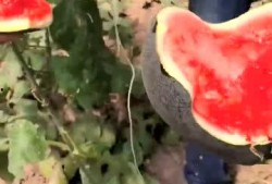 黑皮猪吃瓜,黑皮猪的瓜田奇遇记