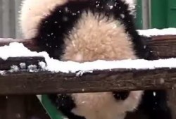 《吃瓜小熊》相关视频,揭秘网络红人的爆红之路