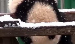 《吃瓜小熊》相关视频,揭秘网络红人的爆红之路