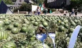 辽宁朝阳吃瓜群众,吃瓜群众的热议焦点