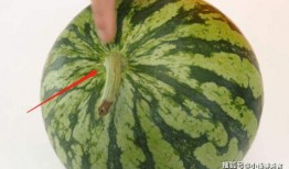 梗瓜怎么吃,解锁美味新境界