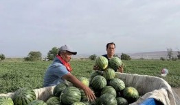 麻栗坡吃瓜,瓜果飘香，品味田园风光