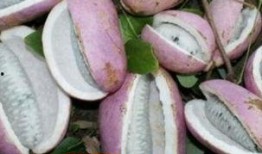 弟妹吃八月瓜,弟妹共享甜蜜时光