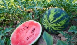 林和西吃瓜,揭秘娱乐圈背后的那些事儿