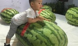 最新缅甸吃瓜事件