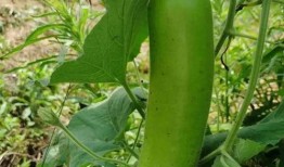 什么叫吃别人的瓜,揭秘“吃瓜群众”背后的心理奥秘