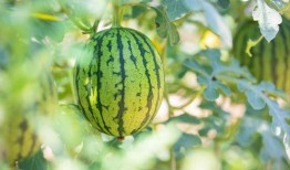 滕州吃瓜在哪收