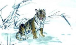 虎财吃瓜小说,揭秘娱乐圈背后的秘密与风云