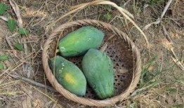 能做菜吃的瓜品种,盘点能做菜的瓜类品种